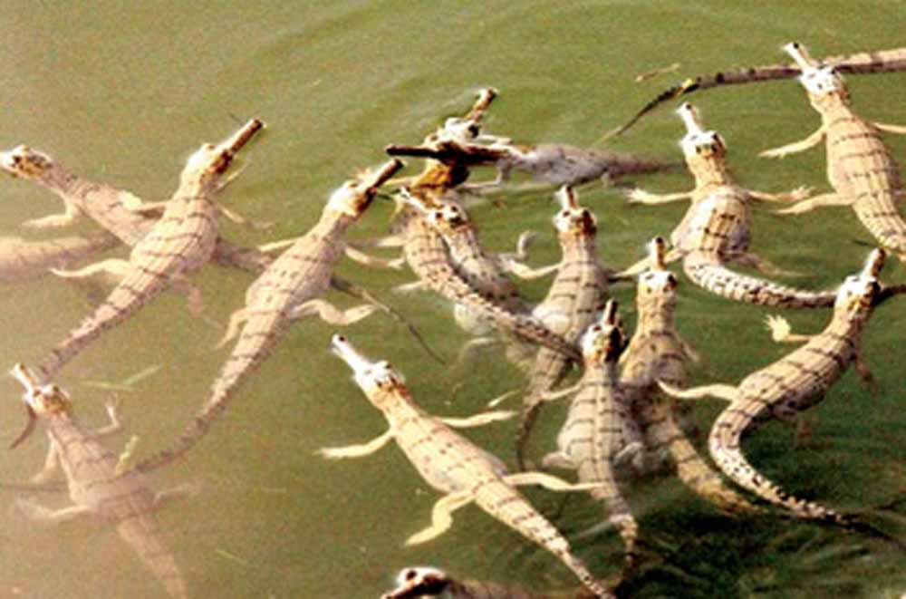 कुकरैल बना घड़ियाल संरक्षण का वैश्विक मॉडल, विदेशी चिड़ियाघरों तक पहुंच कुकरैल बना घड़ियाल संरक्षण का वैश्विक मॉडल, विदेशी चिड़ियाघरों तक पहुंच