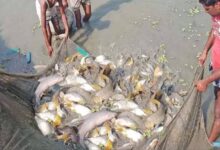 15 अगस्त तक मछली पकड़ने पर प्रतिबंध, प्रजनन काल में संरक्षण पर जोर