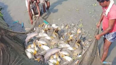 15 अगस्त तक मछली पकड़ने पर प्रतिबंध, प्रजनन काल में संरक्षण पर जोर