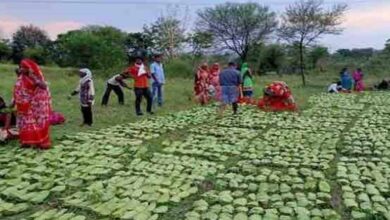 तेंदूपत्ता संग्राहकों के खातों में पहुंचे 12 करोड़, हजारों परिवारों के चेहरे पर लौटी मुस्कान तेंदूपत्ता संग्राहकों के खातों में पहुंचे 12 करोड़, हजारों परिवारों के चेहरे पर लौटी मुस्कान
