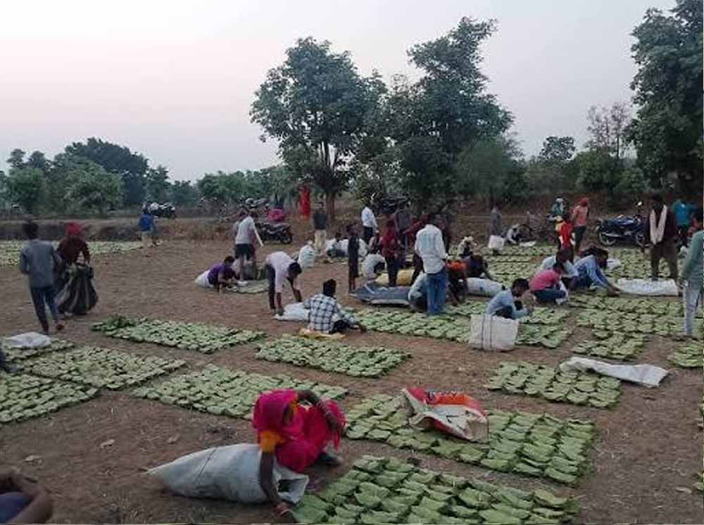 बस्तर में तेंदूपत्ता खरीदी का नया रिकॉर्ड, फिर भी 50 हजार संग्राहकों ने नहीं किया संग्रहण कार्य बस्तर में तेंदूपत्ता खरीदी का नया रिकॉर्ड, फिर भी 50 हजार संग्राहकों ने नहीं किया संग्रहण कार्य