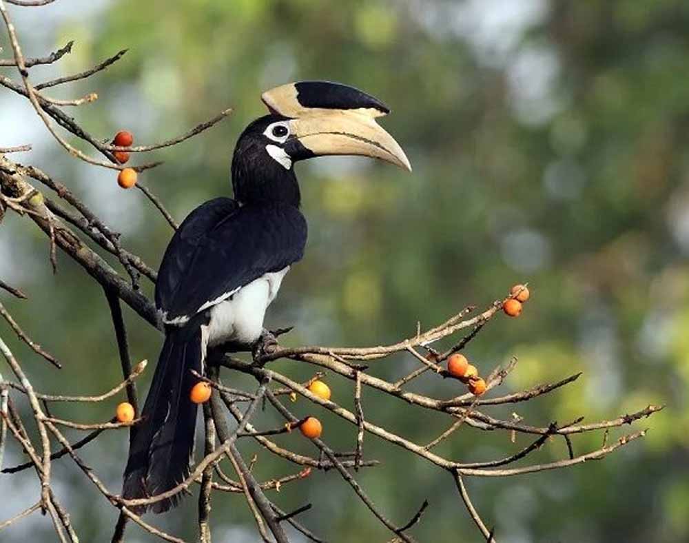 उदंती-सीतानदी टाइगर रिजर्व में शुरू होगी ‘हॉर्नबिल सफारी’, वन मंत्री करेंगे शुभारंभ