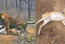 कटनी के जंगल में तालाब में जहर घोलने से 14 चीतल-सांभरों की मौत, बाघों पर भी मंडराया खतरा