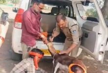 गुना के डायल-112 हीरोज घायल हिरण के शावक को सुरक्षित वन विभाग के सुपुर्द किया