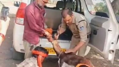गुना के डायल-112 हीरोज घायल हिरण के शावक को सुरक्षित वन विभाग के सुपुर्द किया
