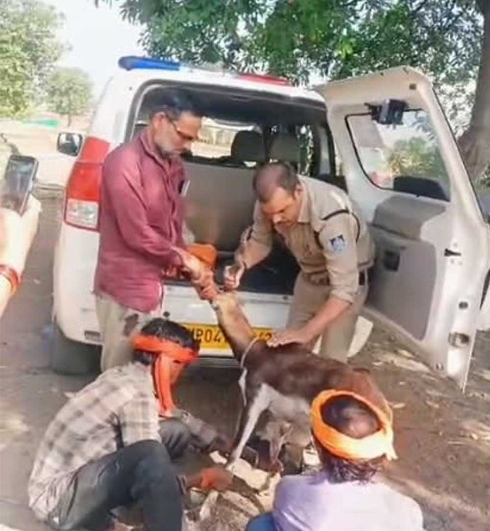 गुना के डायल-112 हीरोज घायल हिरण के शावक को सुरक्षित वन विभाग के सुपुर्द किया गुना के डायल-112 हीरोज घायल हिरण के शावक को सुरक्षित वन विभाग के सुपुर्द किया
