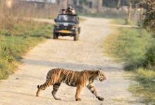 काठमांडू में गूंजेगी भोपाल के बाघों की कहानी, 42 देशों के वैज्ञानिक करेंगे अध्ययन