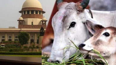 तमिलनाडु में गौहत्या मामले पर सुप्रीम कोर्ट का बड़ा फैसला, HC के आदेश पर रोक हटाई, राज्य सरकार को राहत तमिलनाडु में गौहत्या मामले पर सुप्रीम कोर्ट का बड़ा फैसला, HC के आदेश पर रोक हटाई, राज्य सरकार को राहत