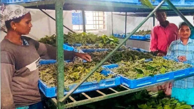 नारायणपुर में रेशम से बुनी जा रही आत्मनिर्भरता की नई कहानी, कोसापालन ने बदली ग्रामीणों की तकदीर