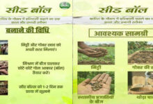 सीड बॉल अभियान- हरियाली बढ़ाने का सरल और प्रभावी माध्यम