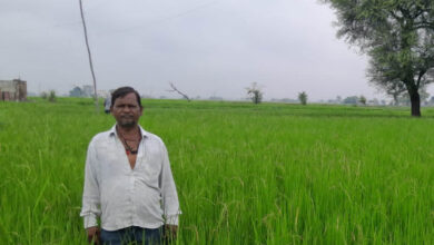 गलत धान बीज से किसानों की लाखों की फसल चौपट, फर्म संचालक पर कार्रवाई की मांग गलत धान बीज से किसानों की लाखों की फसल चौपट, फर्म संचालक पर कार्रवाई की मांग