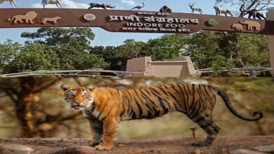 इंदौर चिड़ियाघर में बढ़ेगा आकर्षण, आएगा एक सींग वाले गैंडों का जोड़ा, 700 किमी दूर से पहुंचेगा दरियाई घोड़ा ‘सतीश’