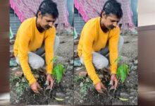 इंदौर संभागीय अध्यक्ष ओम प्रकाश ठाकुर ने आम के वृक्ष देवास में लगाए