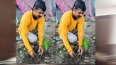इंदौर संभागीय अध्यक्ष ओम प्रकाश ठाकुर ने आम के वृक्ष देवास में लगाए इंदौर संभागीय अध्यक्ष ओम प्रकाश ठाकुर ने आम के वृक्ष देवास में लगाए