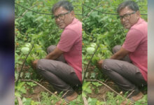 जबलपुर पूर्व प्रदेश अध्यक्ष सुनील कुमार राय ने पीपल के वृक्ष मझौली में लगाए