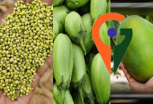 देश में पहली बार एक साथ 12 उद्यानिकी फसलों को म‍िला जी आई टैग