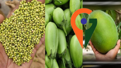देश में पहली बार एक साथ 12 उद्यानिकी फसलों को मिला जी आई टैग देश में पहली बार एक साथ 12 उद्यानिकी फसलों को मिला जी आई टैग