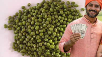 मूंग किसानों की हुई बल्ले-बल्ले! प्रदेश में रेट ₹500 प्रति क्विंटल बढ़े, सरकार की बढ़ी चिंता