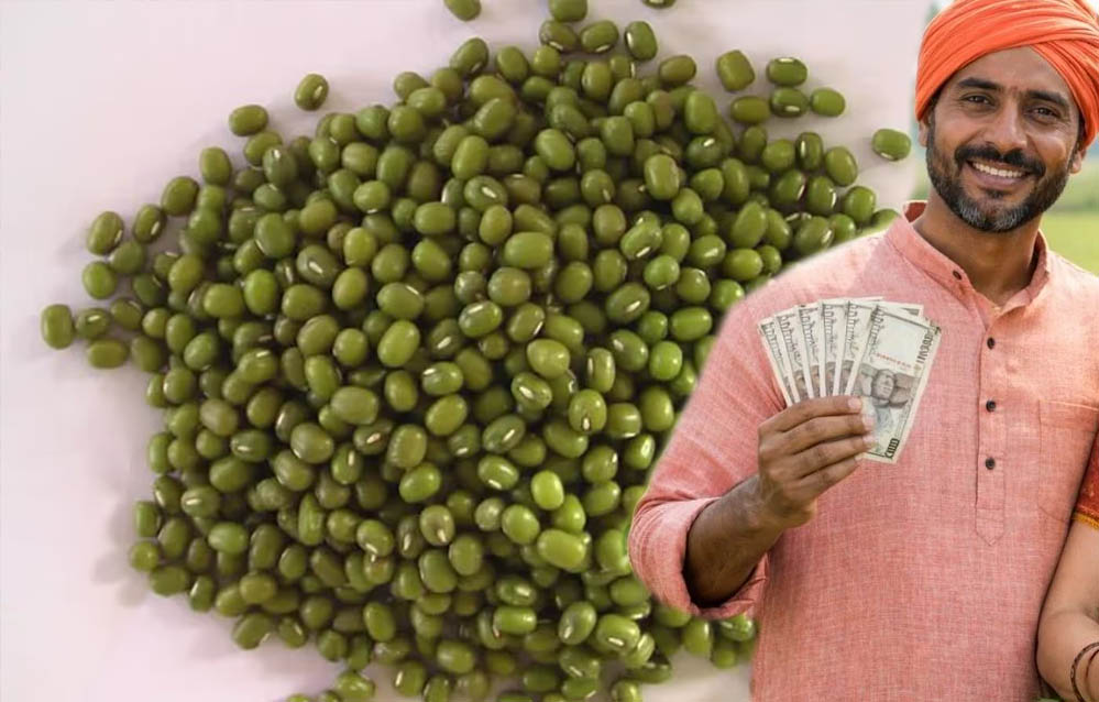 मूंग किसानों की हुई बल्ले-बल्ले! प्रदेश में रेट ₹500 प्रति क्विंटल बढ़े, सरकार की बढ़ी चिंता