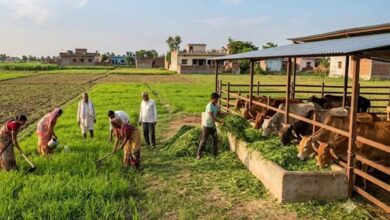 यूपी में गोचर भूमि मुक्त, गोवंश के लिए बढ़ेगी हरे चारे की व्यवस्था