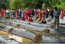 ​रायपुर : ​जलवायु परिवर्तन के दौर में किसानों के लिए वरदान बनेगी ग्राफ्टेड सब्जी: धमतरी में वैज्ञानिक प्रशिक्षण संपन्न