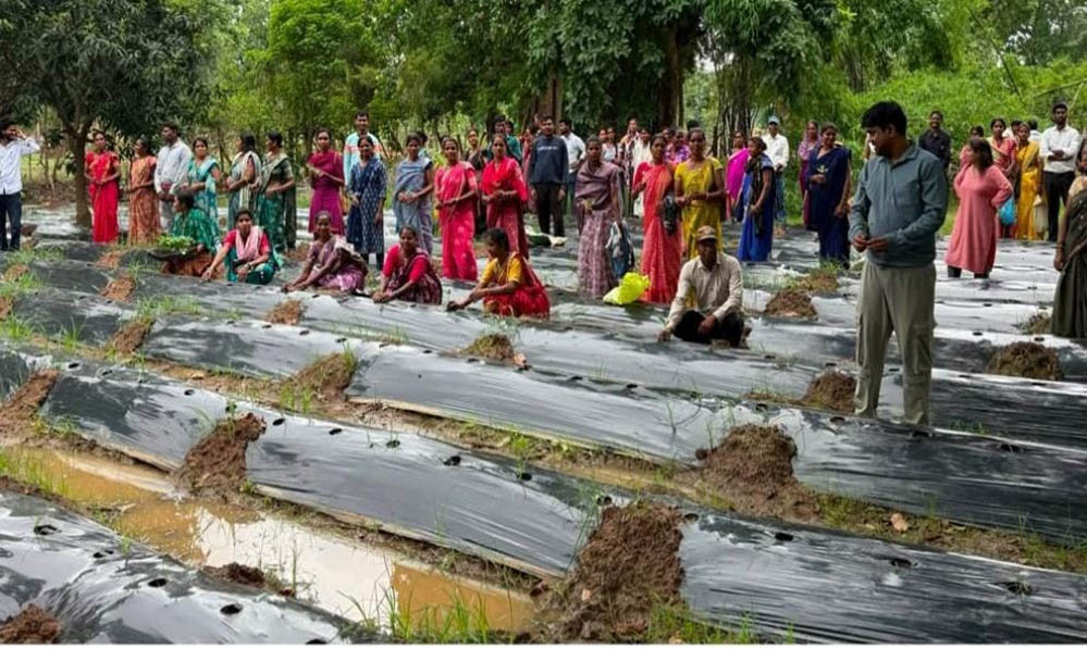 रायपुर : जलवायु परिवर्तन के दौर में किसानों के लिए वरदान बनेगी ग्राफ्टेड सब्जी: धमतरी में वैज्ञानिक प्रशिक्षण संपन्न रायपुर : जलवायु परिवर्तन के दौर में किसानों के लिए वरदान बनेगी ग्राफ्टेड सब्जी: धमतरी में वैज्ञानिक प्रशिक्षण संपन्न