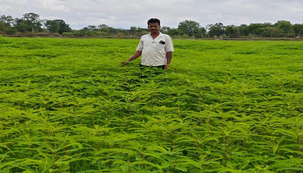 हरी खाद से संवर रही खेतों की सेहत, प्राकृतिक खेती की मिसाल बने किसान नरेंद्र सिंह हरी खाद से संवर रही खेतों की सेहत, प्राकृतिक खेती की मिसाल बने किसान नरेंद्र सिंह