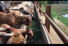 ग्वालियर में बजरंग भक्त मंडल ने की 1 टन हरे चारे से गौसेवा