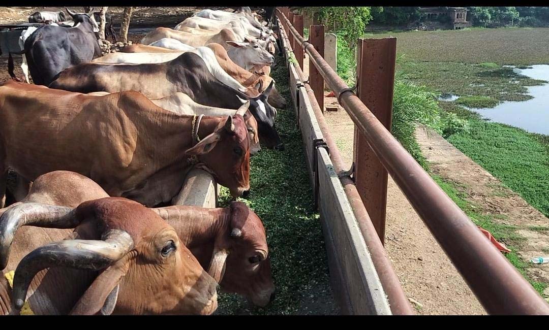 ग्वालियर में बजरंग भक्त मंडल ने की 1 टन हरे चारे से गौसेवा ग्वालियर में बजरंग भक्त मंडल ने की 1 टन हरे चारे से गौसेवा