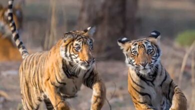 बाघ संरक्षण के प्रति युवाओं को जागरूक करने वन विहार में हुई ओपन क्विज और रेस्क्यू वर्कशॉप