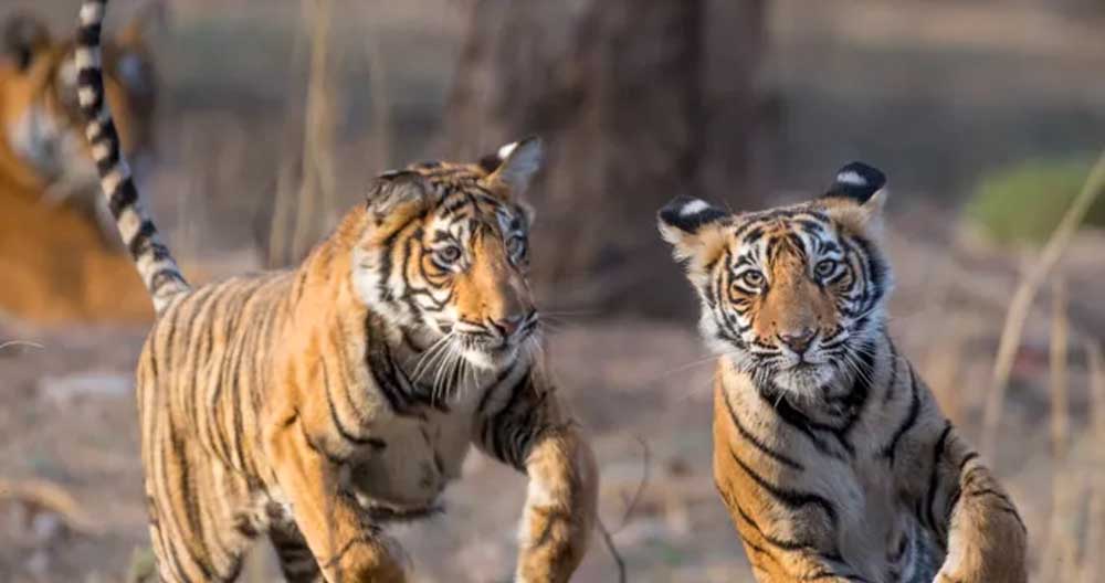 बाघ संरक्षण के प्रति युवाओं को जागरूक करने वन विहार में हुई ओपन क्विज और रेस्क्यू वर्कशॉप बाघ संरक्षण के प्रति युवाओं को जागरूक करने वन विहार में हुई ओपन क्विज और रेस्क्यू वर्कशॉप