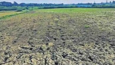 बस्तर संभाग में बारिश की बेरुखी से बढ़ी सूखे की चिंता, किसान परेशान