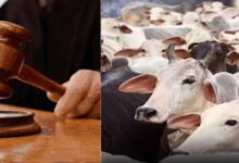 जब्त मवेशियों की कस्टडी पर बड़ा फैसला आएगा, हाईकोर्ट तय करेगी कोर्ट के अधिकार