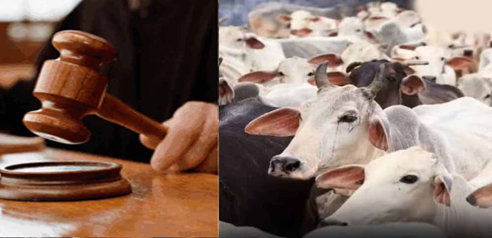 जब्त मवेशियों की कस्टडी पर बड़ा फैसला आएगा, हाईकोर्ट तय करेगी कोर्ट के अधिकार जब्त मवेशियों की कस्टडी पर बड़ा फैसला आएगा, हाईकोर्ट तय करेगी कोर्ट के अधिकार