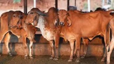 गोसंरक्षण से ग्रामीण समृद्धि: उत्तर प्रदेश का बहुआयामी विकास मॉडल दिनेश सिंह