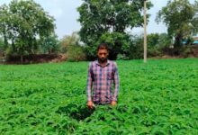प्राकृतिक खेती को बढ़ावा देने की पहल ला रही बदलाव, हरी खाद अपनाकर आत्मनिर्भर खेती की राह पर बढ़ रहे किसान