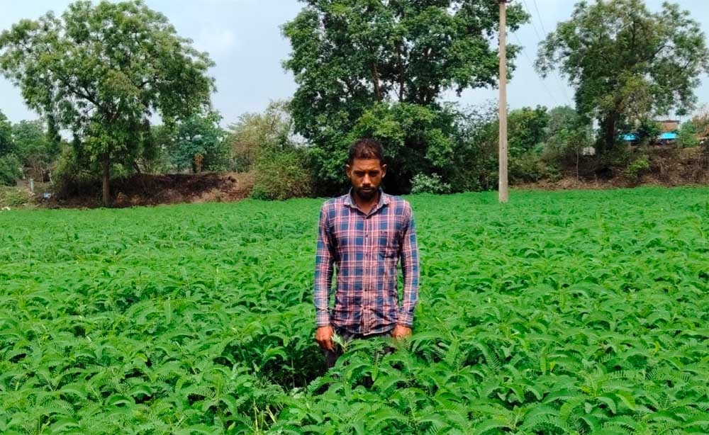 प्राकृतिक खेती को बढ़ावा देने की पहल ला रही बदलाव, हरी खाद अपनाकर आत्मनिर्भर खेती की राह पर बढ़ रहे किसान प्राकृतिक खेती को बढ़ावा देने की पहल ला रही बदलाव, हरी खाद अपनाकर आत्मनिर्भर खेती की राह पर बढ़ रहे किसान