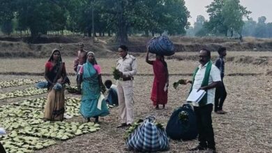 तेन्दूपत्ता संग्राहकों के खातों में पहुंचने लगी बोनस राशि तेन्दूपत्ता संग्राहकों के खातों में पहुंचने लगी बोनस राशि