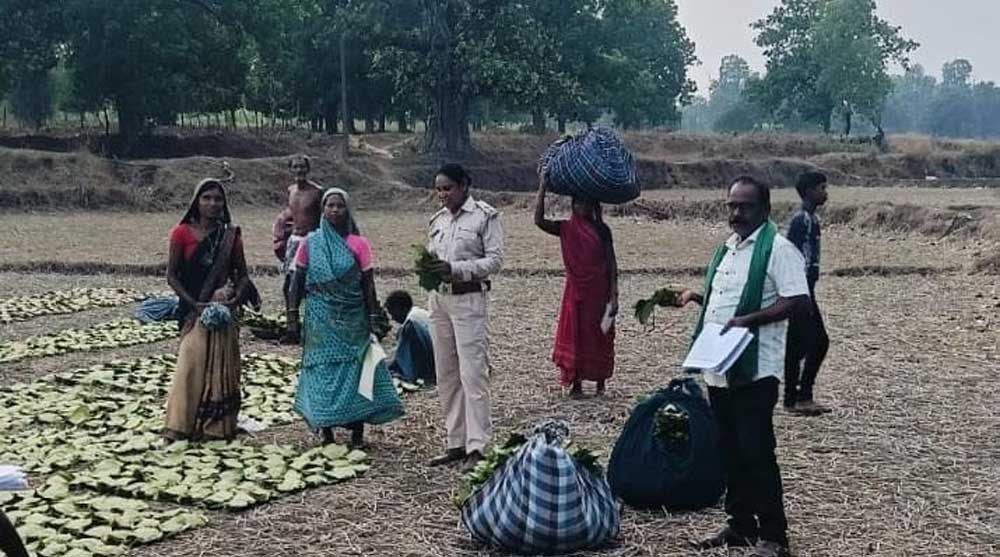 तेन्दूपत्ता संग्राहकों के खातों में पहुंचने लगी बोनस राशि तेन्दूपत्ता संग्राहकों के खातों में पहुंचने लगी बोनस राशि