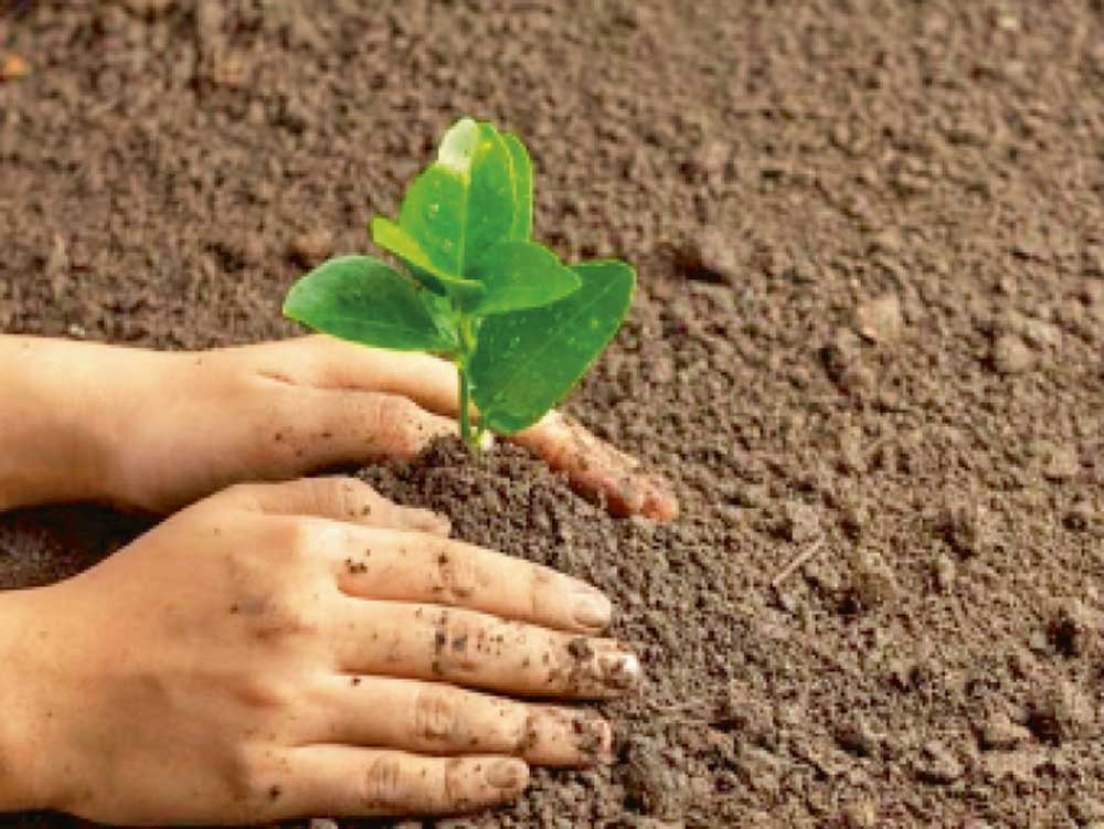 आषाढ़ में समृद्धि, कपि, ऊर्जा और समरस वन स्थापित करेगा वन विभाग आषाढ़ में समृद्धि, कपि, ऊर्जा और समरस वन स्थापित करेगा वन विभाग