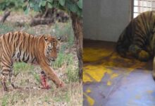 युवराज बाघ का खिवनी अभ्यारण से वन विहार तक का सफर