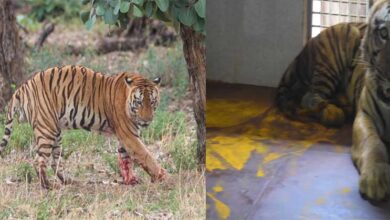 युवराज बाघ का खिवनी अभ्यारण से वन विहार तक का सफर