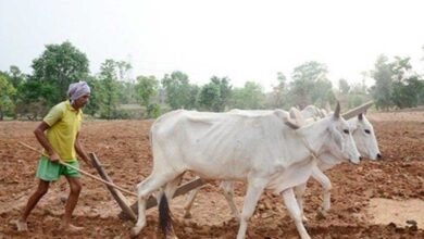 मुख्यमंत्री डॉ. यादव 10.54 लाख किसानों के खातों में 1460.25 करोड़ की राशि करेंगे अंतरित