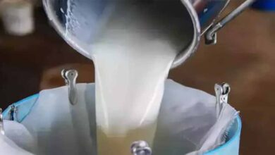 योगी सरकार की योजना से बदली किस्मत, डेयरी से सालाना हो रही 20 लाख की कमाई योगी सरकार की योजना से बदली किस्मत, डेयरी से सालाना हो रही 20 लाख की कमाई