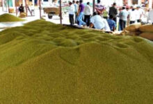 प्रदेश में साढ़े 3 लाख मेट्रिक टन मूंग की खरीदी