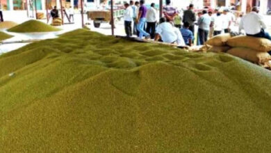 प्रदेश में साढ़े 3 लाख मेट्रिक टन मूंग की खरीदी प्रदेश में साढ़े 3 लाख मेट्रिक टन मूंग की खरीदी