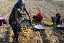 आलू किसानों के हितों के लिए प्रतिबद्ध है योगी सरकार