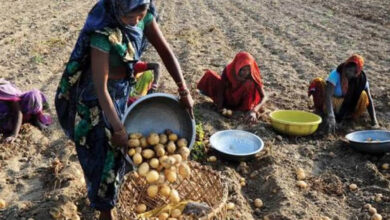 आलू किसानों के हितों के लिए प्रतिबद्ध है योगी सरकार आलू किसानों के हितों के लिए प्रतिबद्ध है योगी सरकार