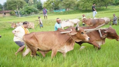 अपनी माटी और खेती-किसानी से मुख्यमंत्री  विष्णु देव साय का आत्मीय जुड़ाव