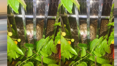 वन विभाग की सतर्कता से टला बड़ा खतरा, केरावाहारा में तेंदुआ सुरक्षित पकड़ा गया वन विभाग की सतर्कता से टला बड़ा खतरा, केरावाहारा में तेंदुआ सुरक्षित पकड़ा गया